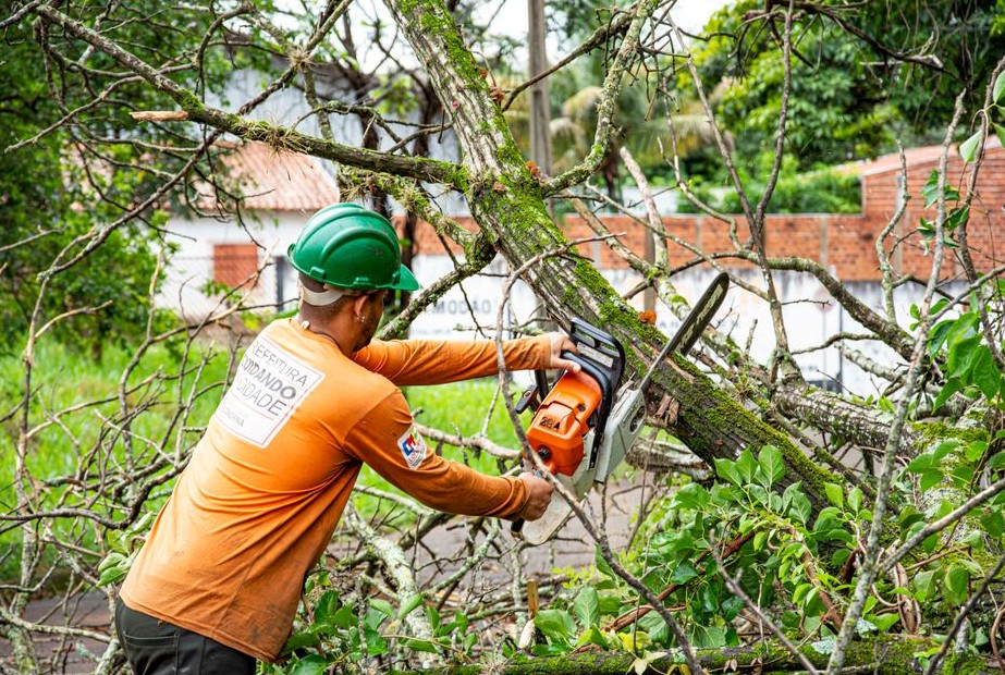 Tree Service in Rockledge